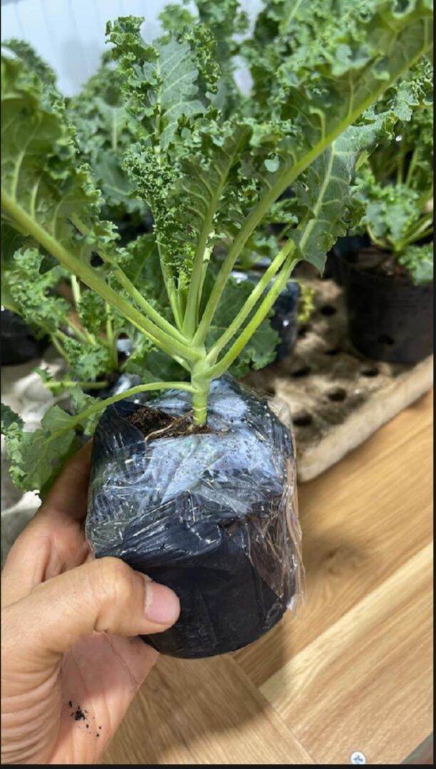 Cây giống cải kale
