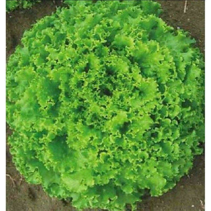 Hạt giống xà lách xoăn xanh - gói 5gr