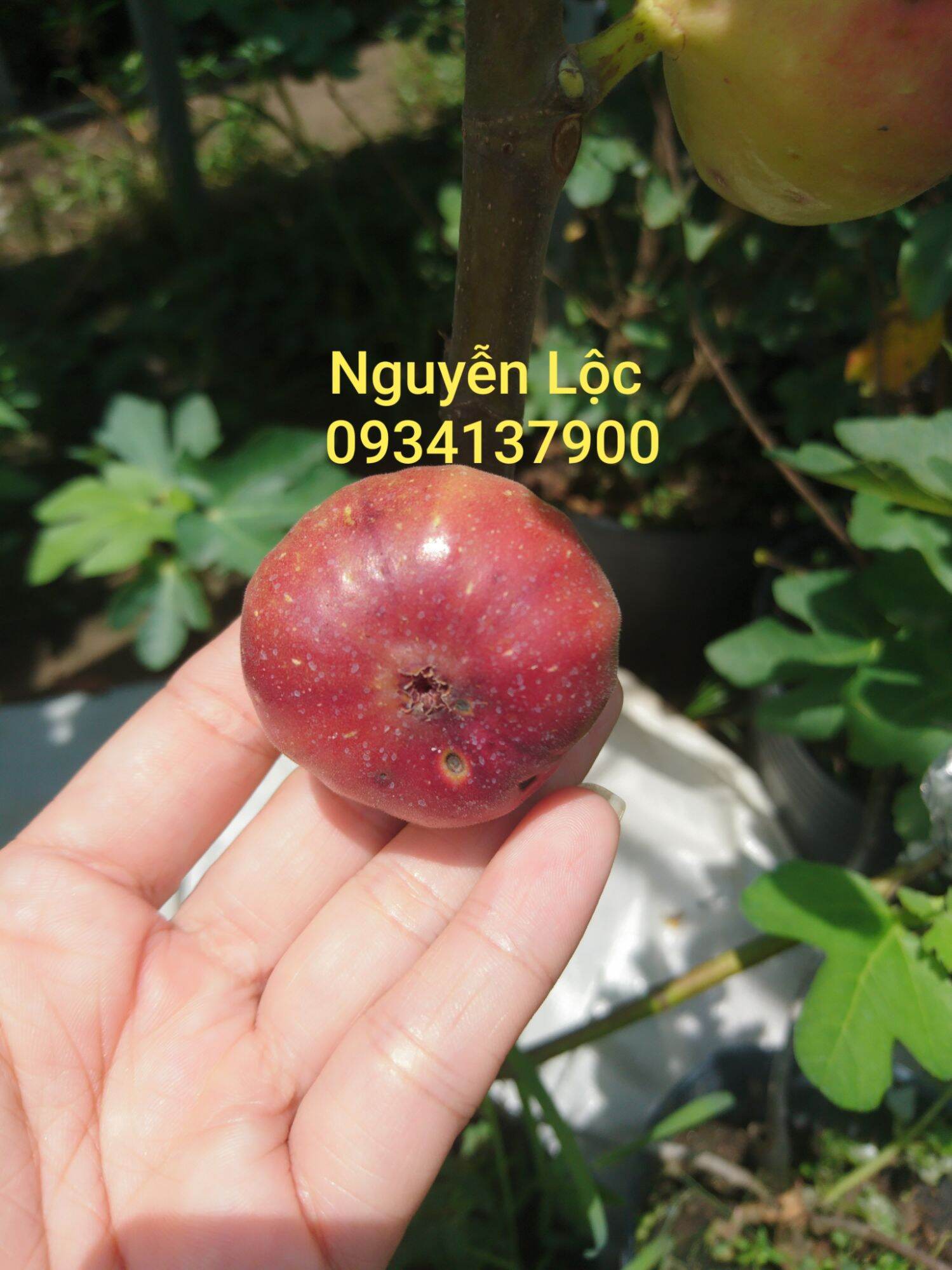 Cây sung mỹ - Hoa kiểng Nguyễn Lộc - Cây giống chất lượng cao