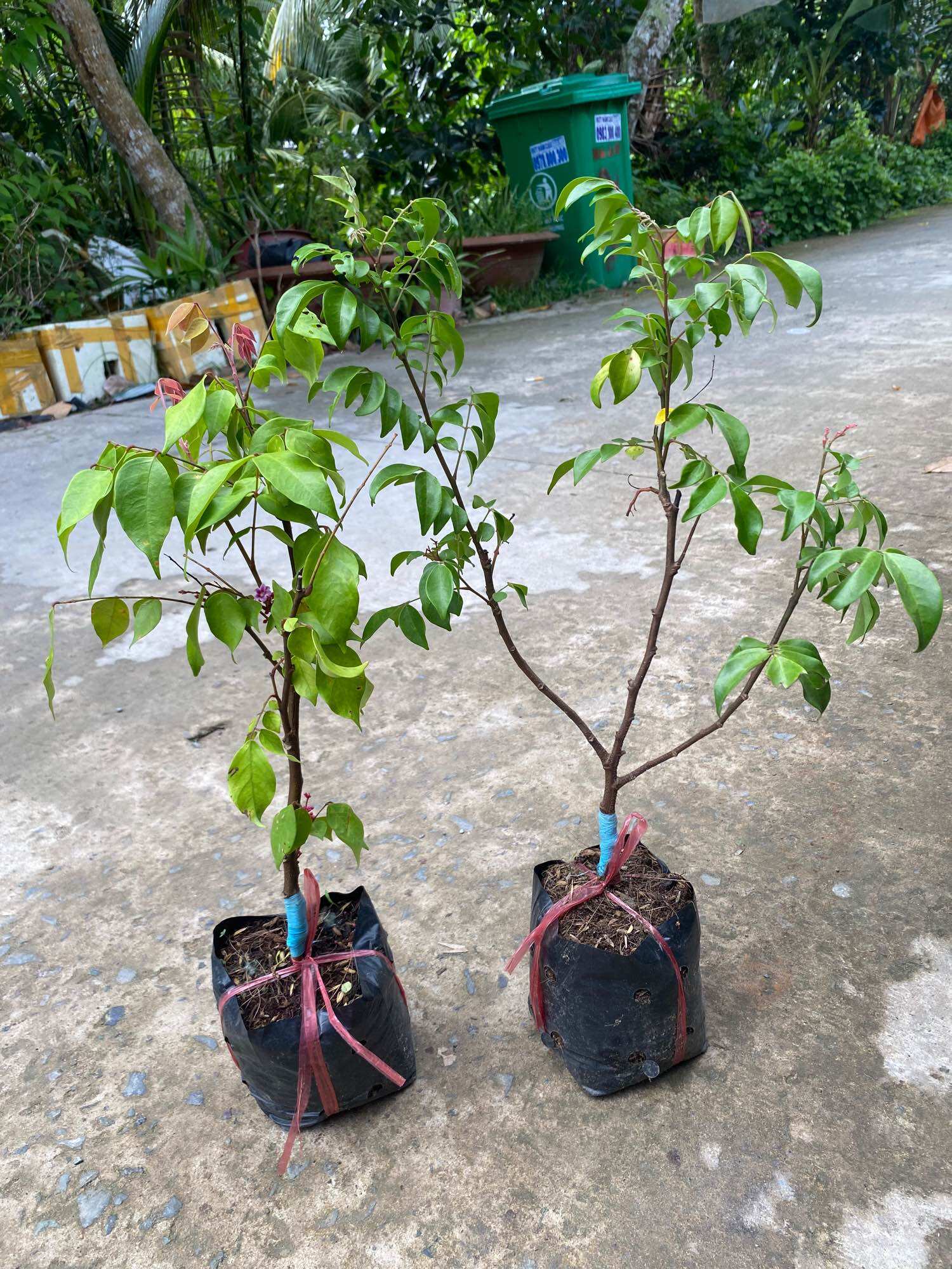 Combo 2 cây khế giống ( 1 khế ngọt , 1 khế chua )