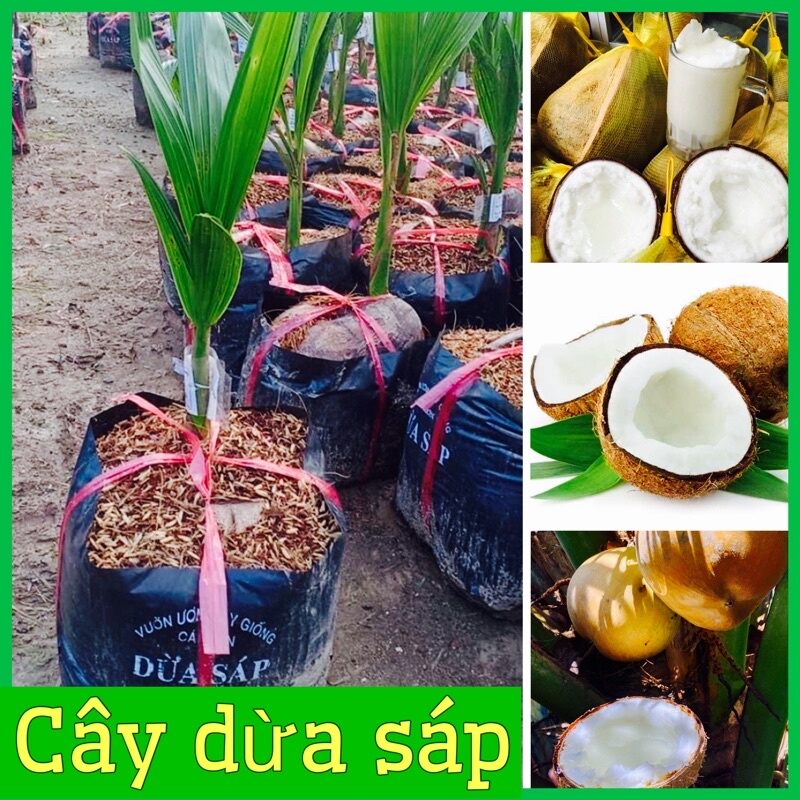 Cây dừa sáp giống