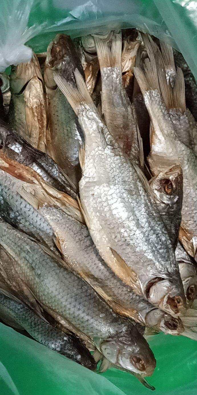 cá khô vốp la vùng astrakhan Nga ( 1 con )