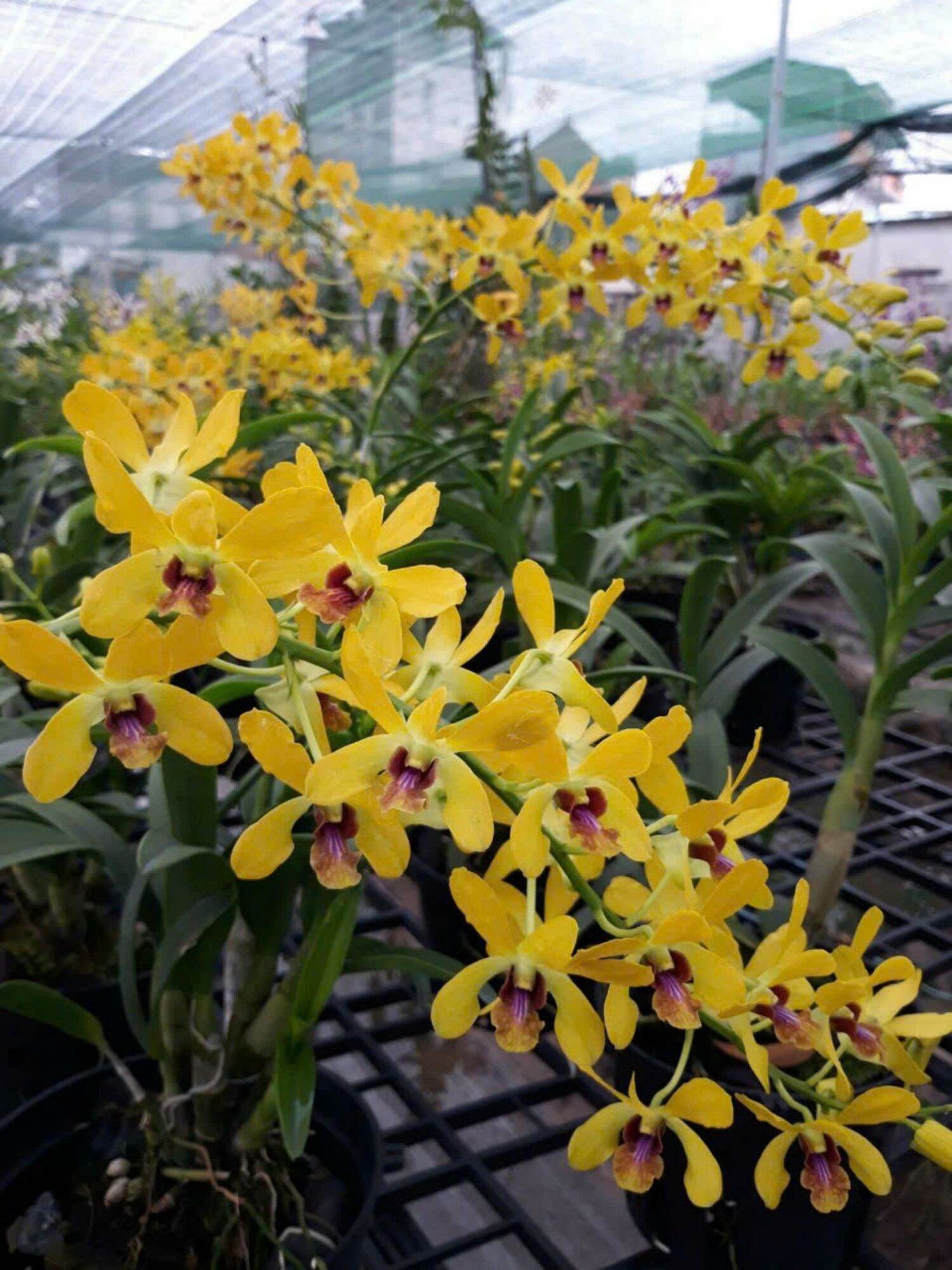 Denro nắng thơm pensoda trưởng thành sắp hoa
