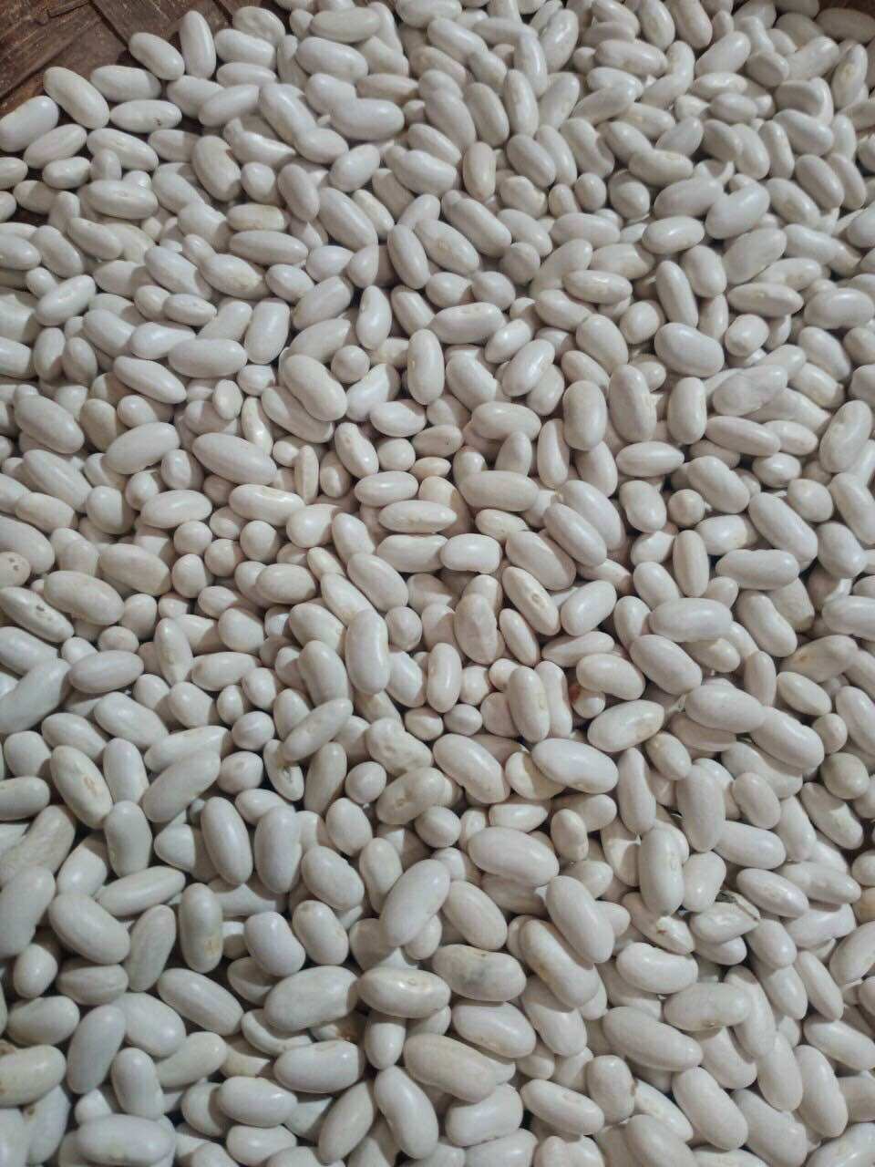 Đậu trắng tây