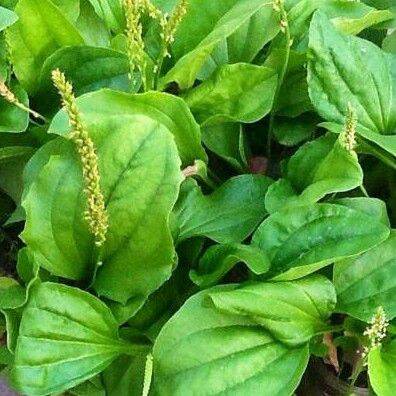 Mã đề tươi 1kg