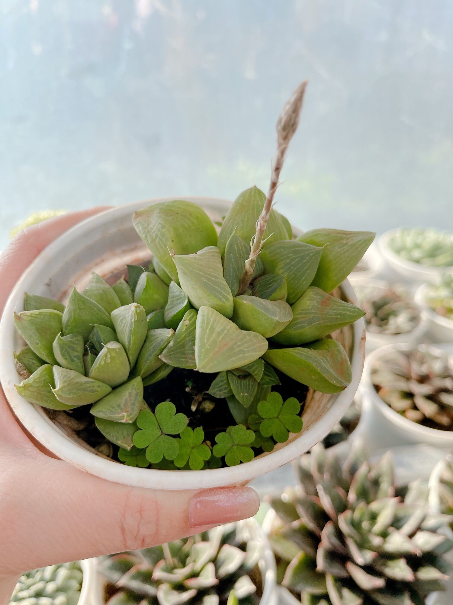 Sen đá ngọn guốc size trung 5-7 cm xuất vườn đà Lạt