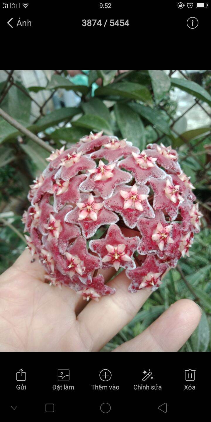 chậu hoa cẩm cù
