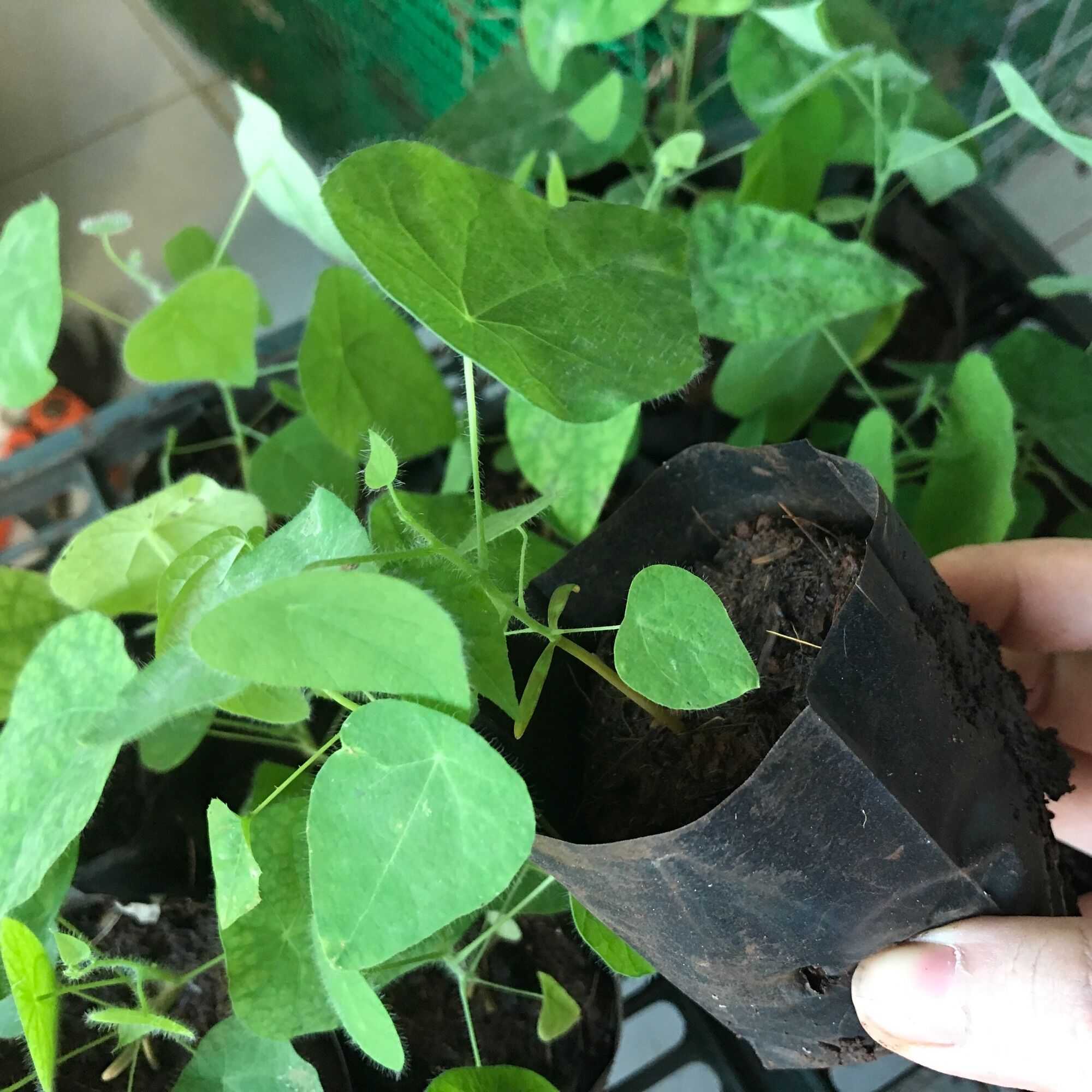 Cây giống sương sâm lông