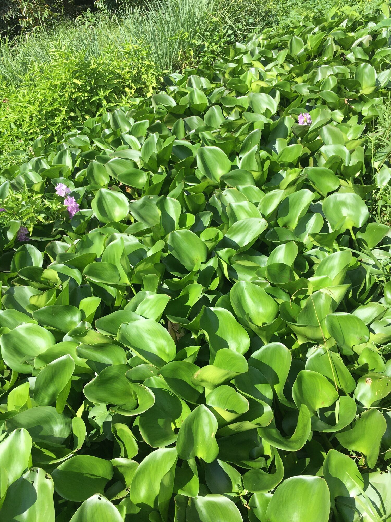 200gram Rễ lục bình khô ( bèo tây )