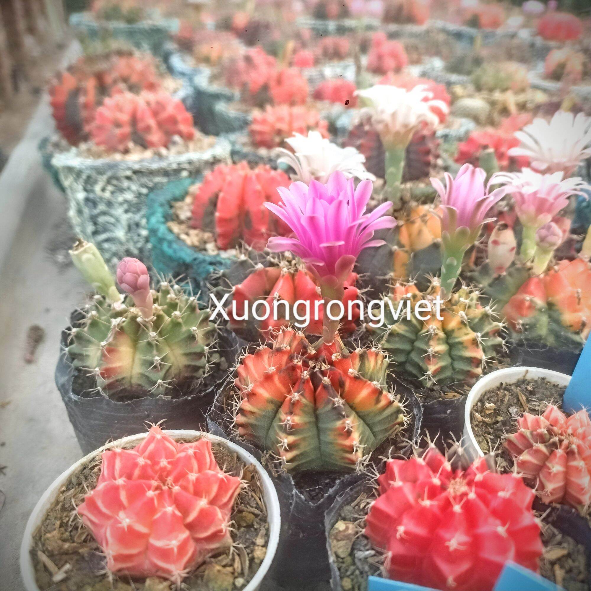 Hạt Giống Xương Rồng Gym lem
