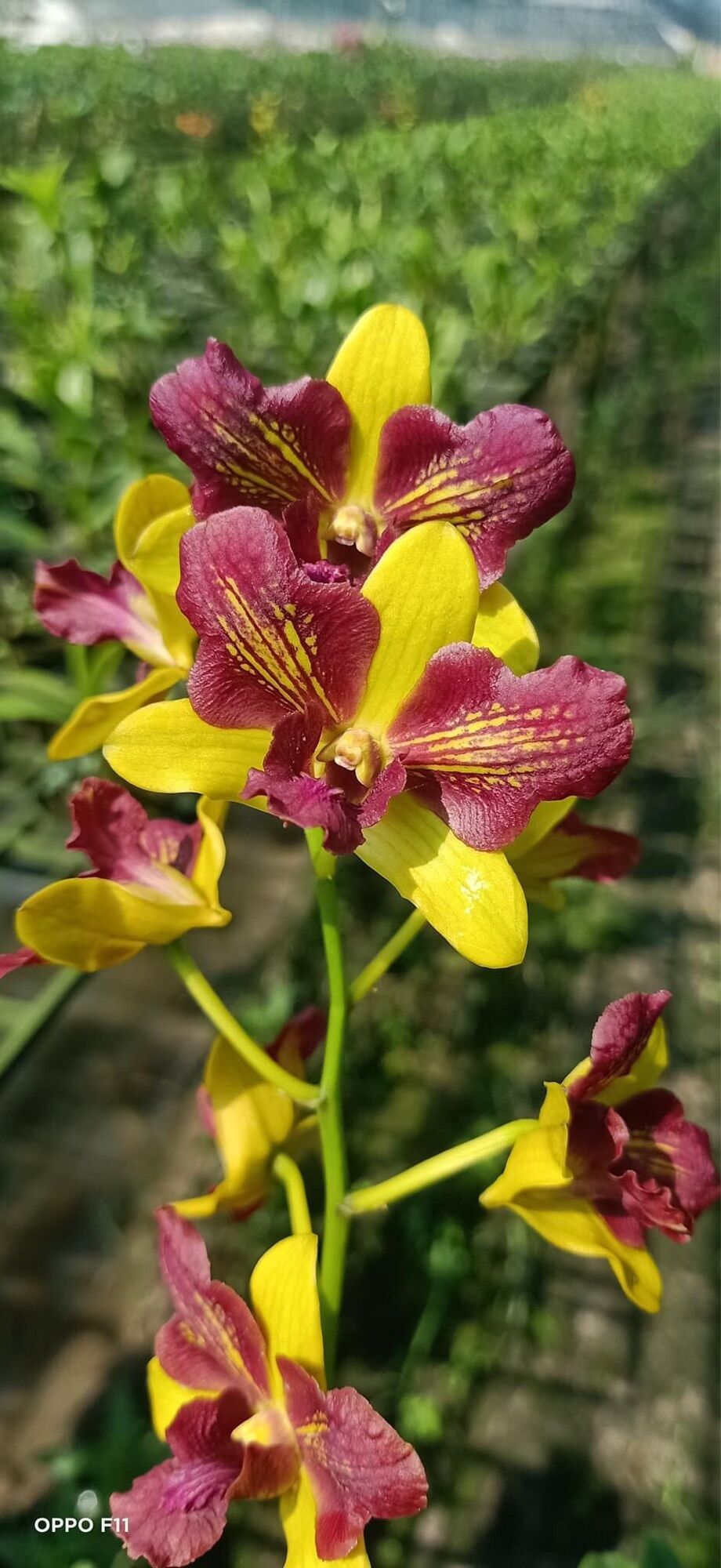 Lan Dendro ba đỏ ba vàng cây tơ đẹp