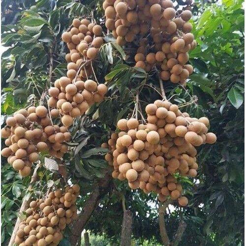 CÂY GIỐNG NHÃN LÙN KHÔNG HẠT SIÊU SỚM