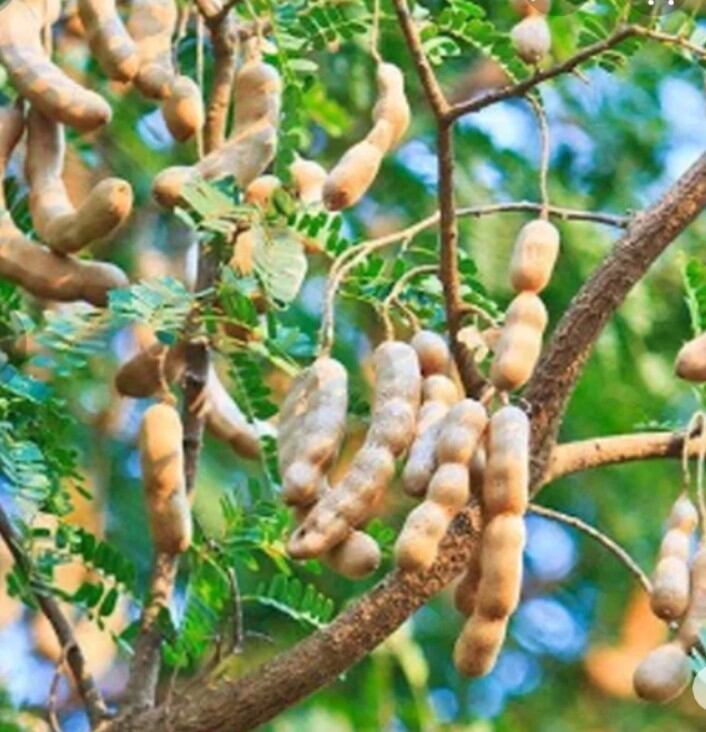 Cây giống me dốt Thái