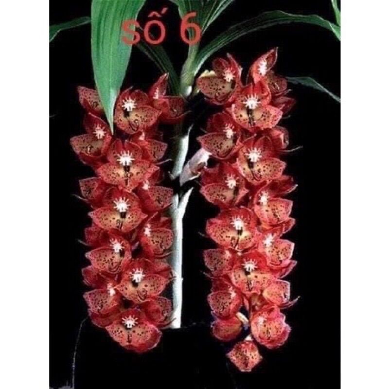 Củ Hoa lan thiên Nga đột biến (1củ)