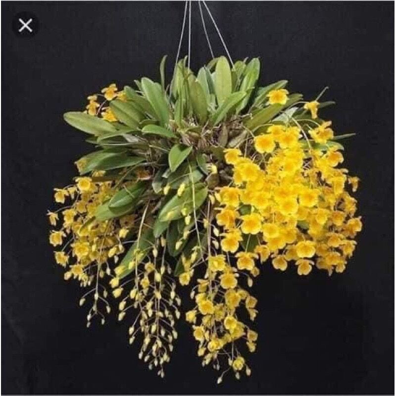 hoa lan vảy rồng (bó như hình cuối)