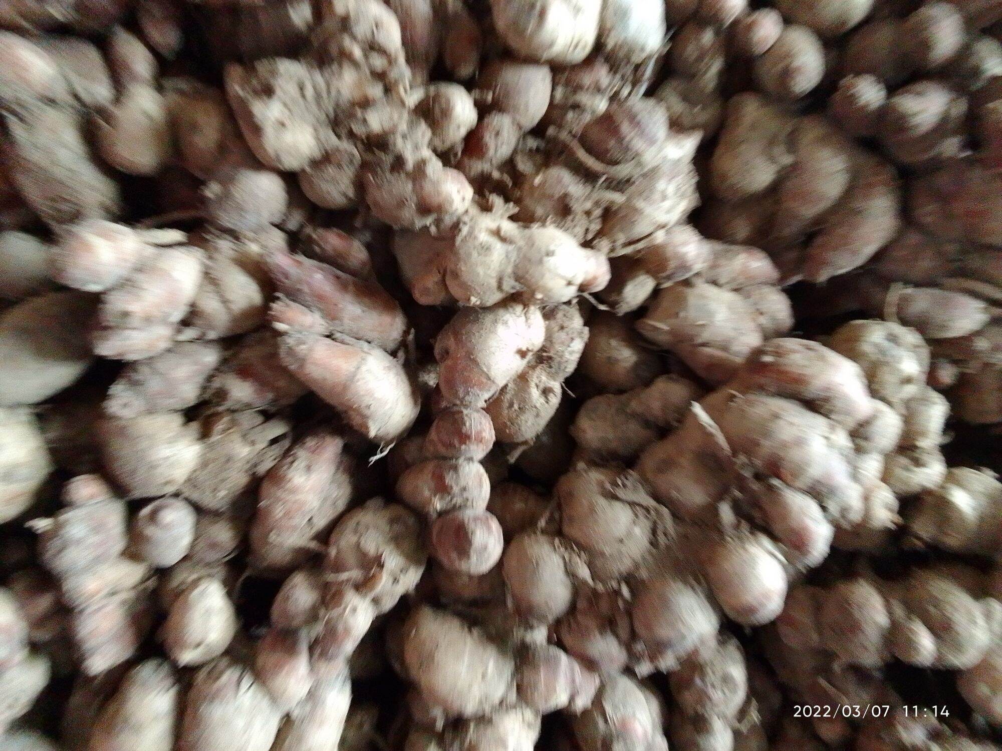 củ địa liền tươi 1kg/ củ xá kén/củ xá kiếng
