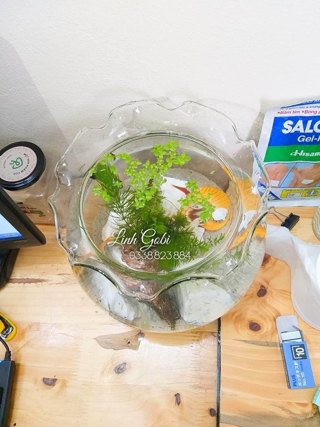 Bể thả cá thủy tinh miệng bèo/ bể cá mini để bàn