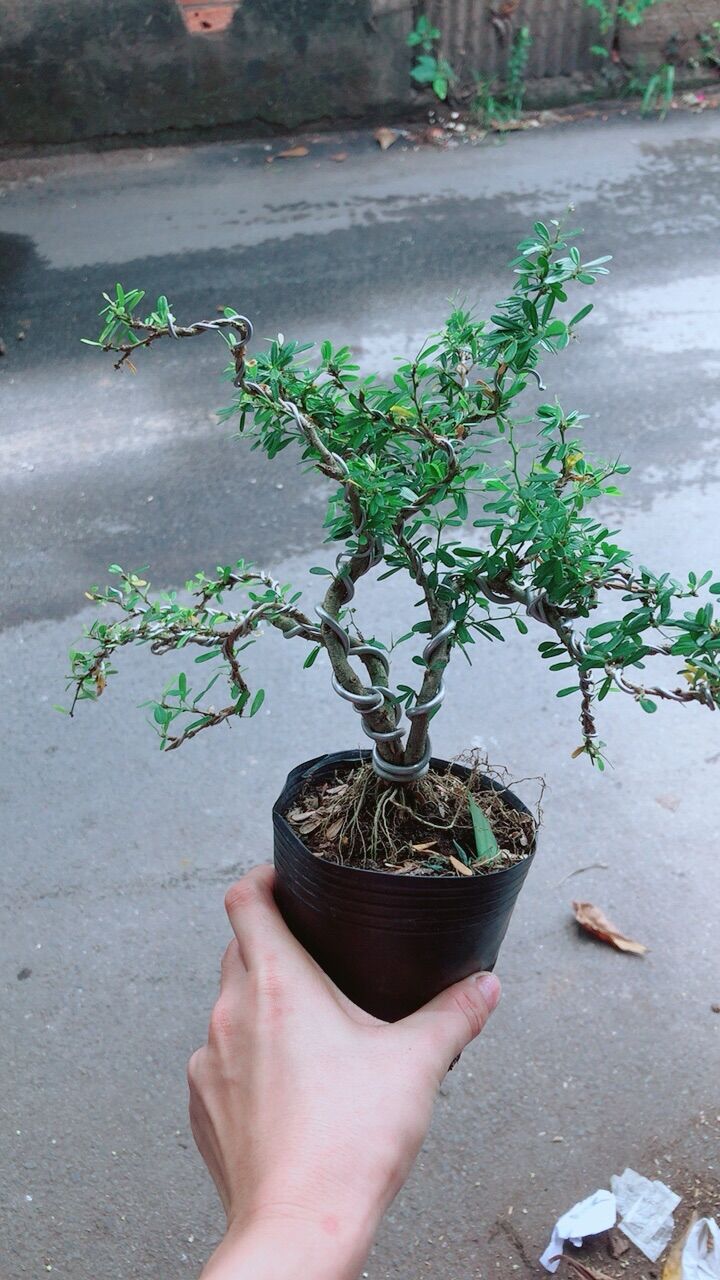 Linh Sam Bonsai