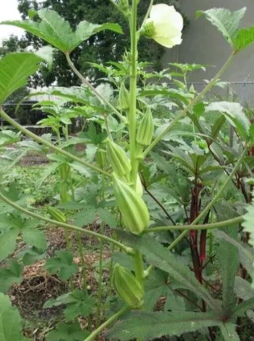 Hạt đậu bắp  khổng lồ 50 Hạt  trái to siêu quả