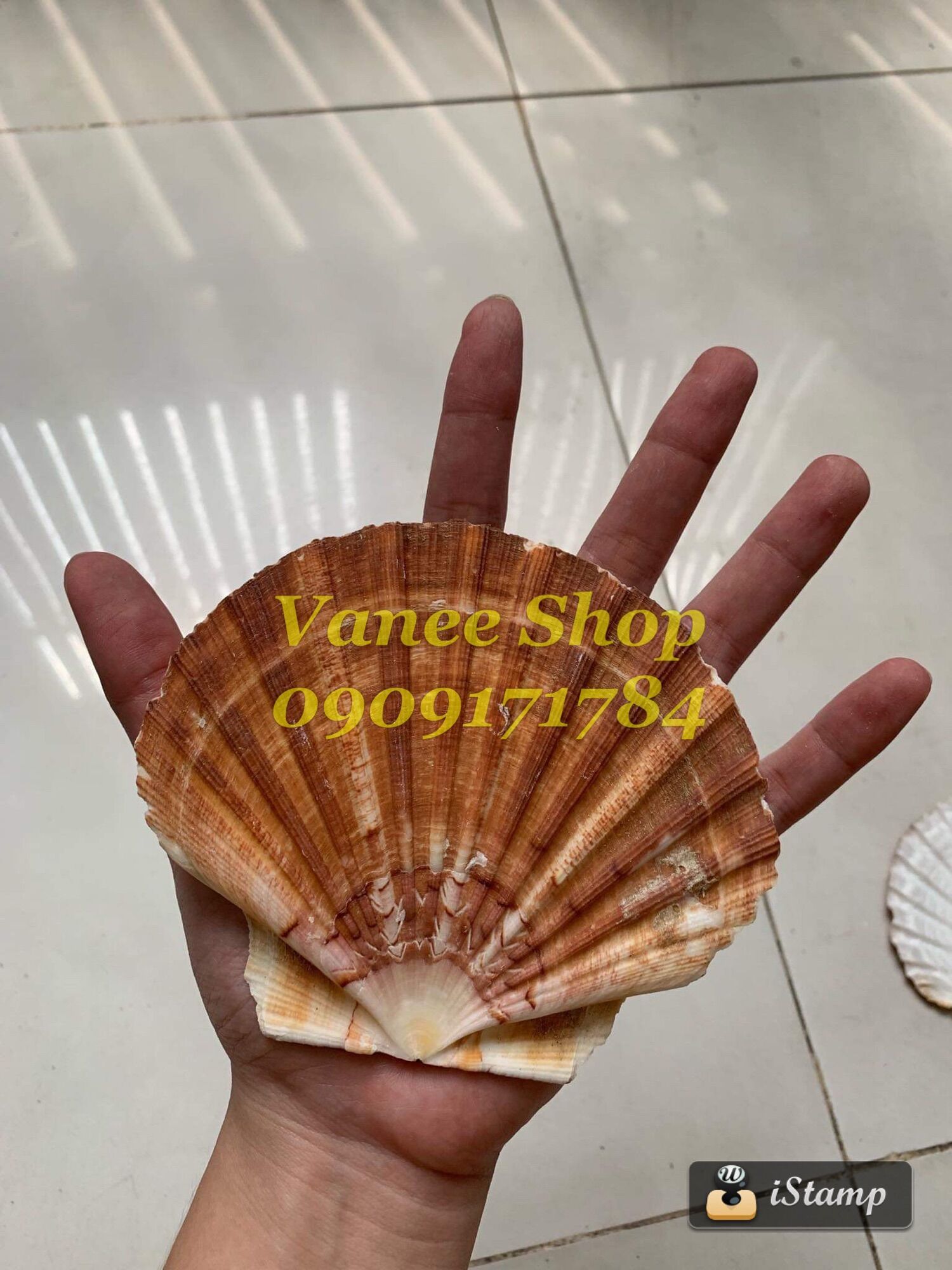 Vỏ điệp nâu đại
