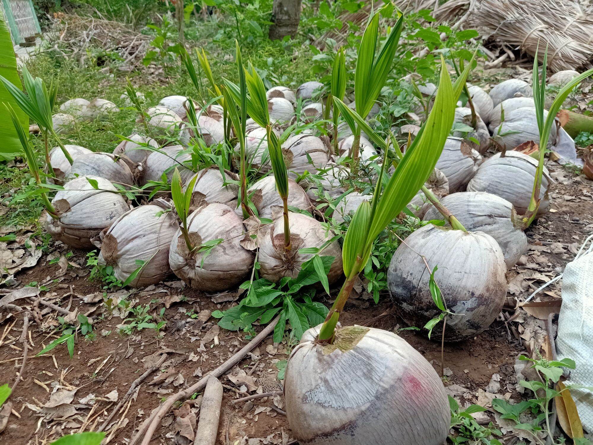Cây Giống Dừa Sáp - Cầu Kè - Trà Vinh