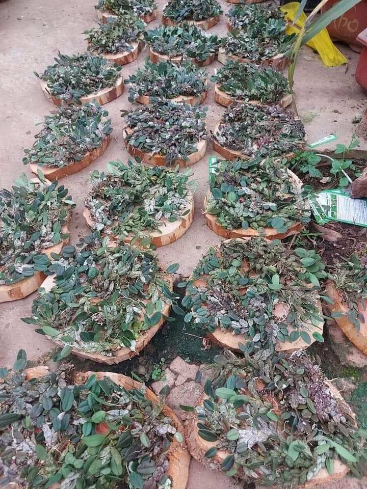 hoa lan vảy rồng(1 bảng)