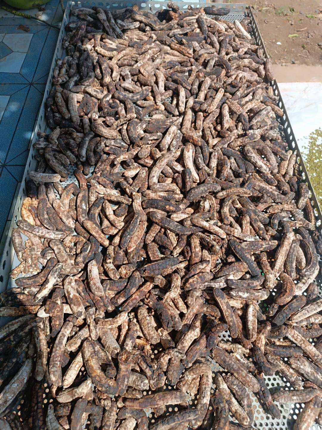Chuối hột rừng tây nguyên