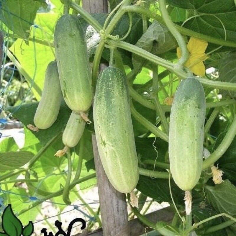 Hạt Giống Dưa Leo Cao Sản F1