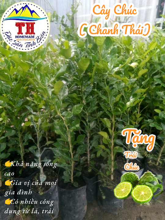 Cây Chúc ( Chanh Thái ) - An Giang ( 50cm)