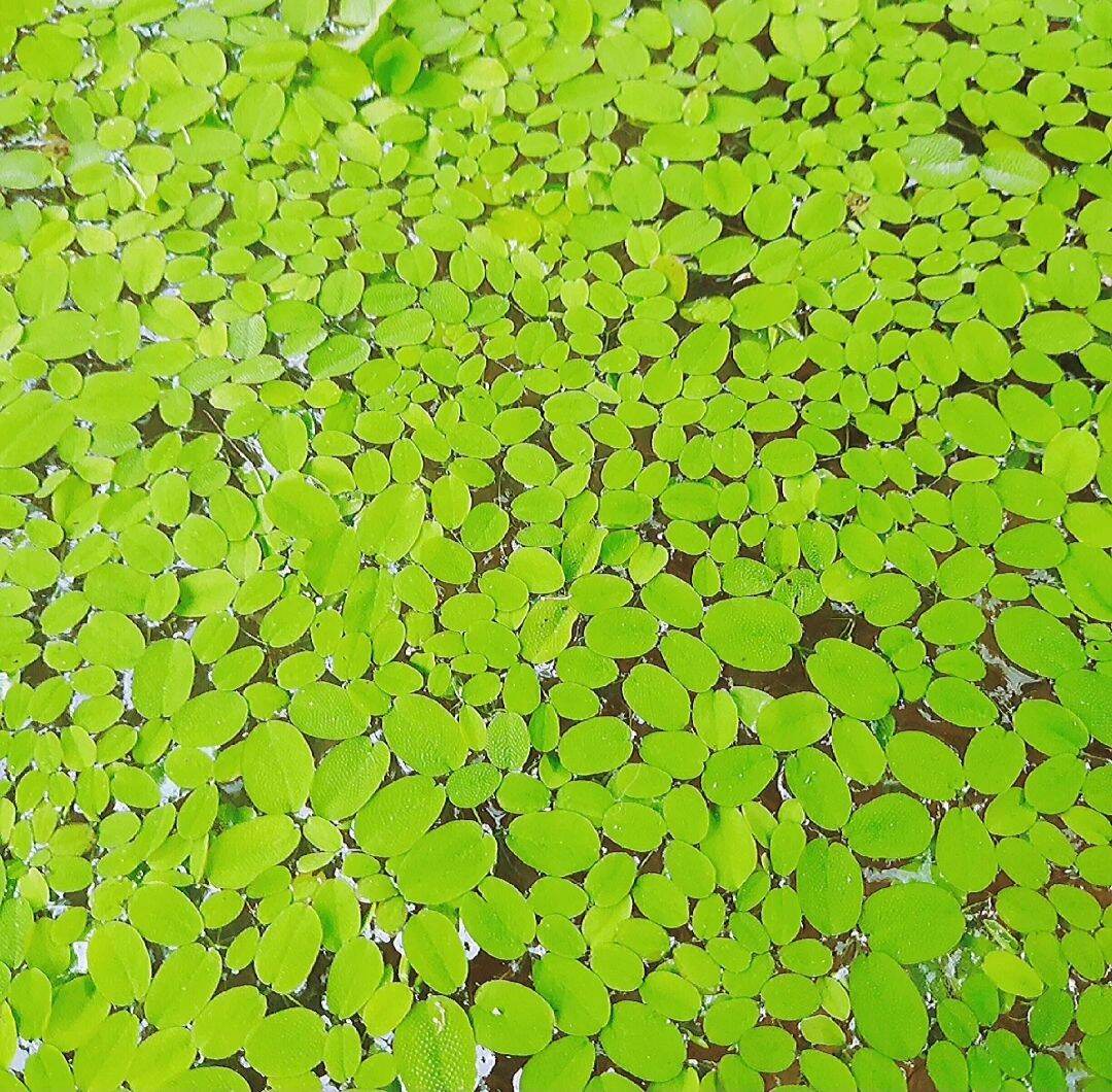Bèo tai chuột - cây thủy sinh