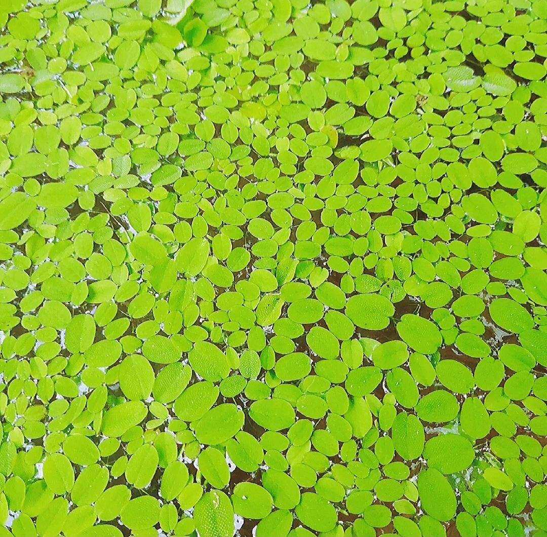 Bèo Tai Chuột - Cây Thủy Sinh