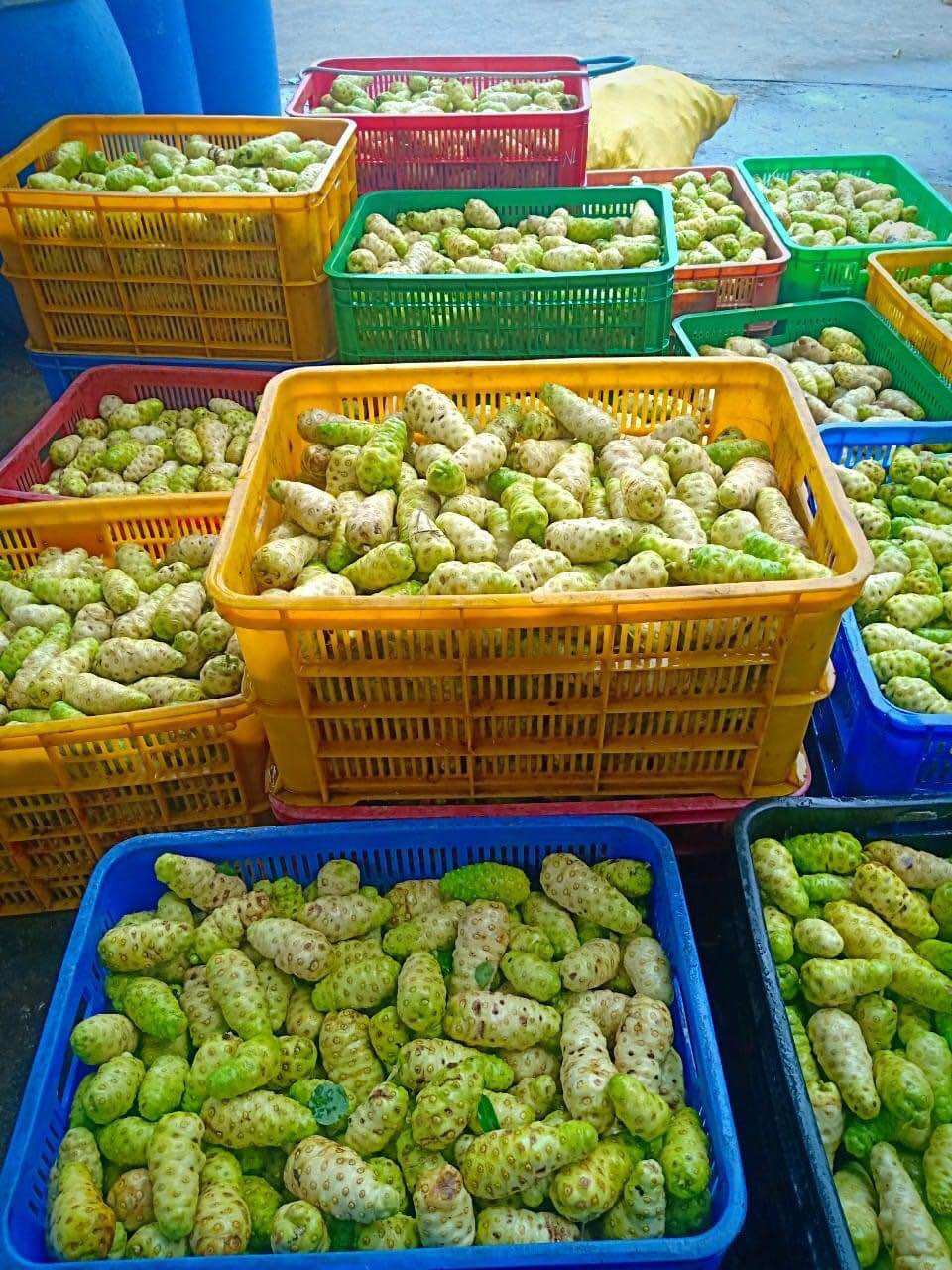 Combo 5kg trái nhàu tươi