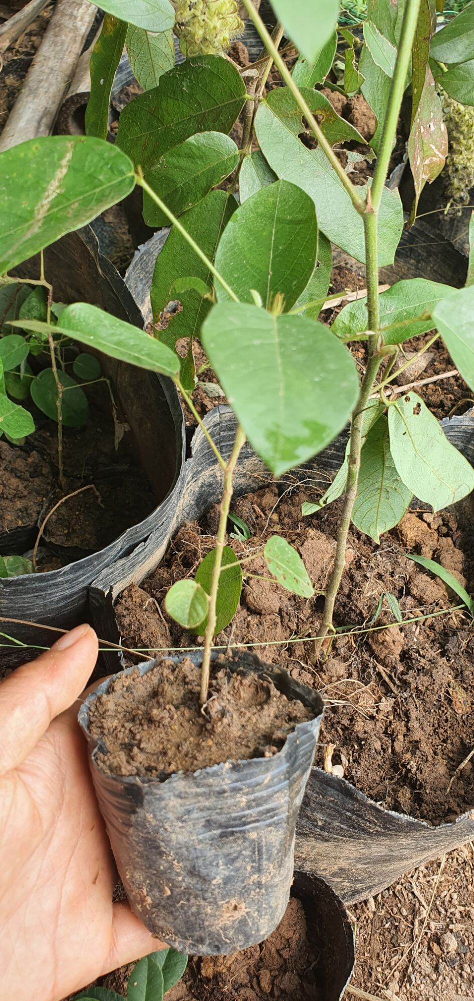 cây giống đuôi chồn/hầu vĩ tóc[combo 3 cây]