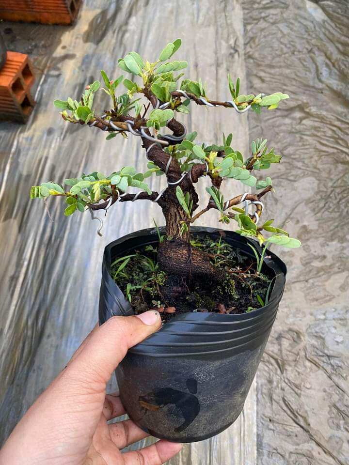 CÂY ME THÁI BONSAI ĐÃ TẠO DÁNG
