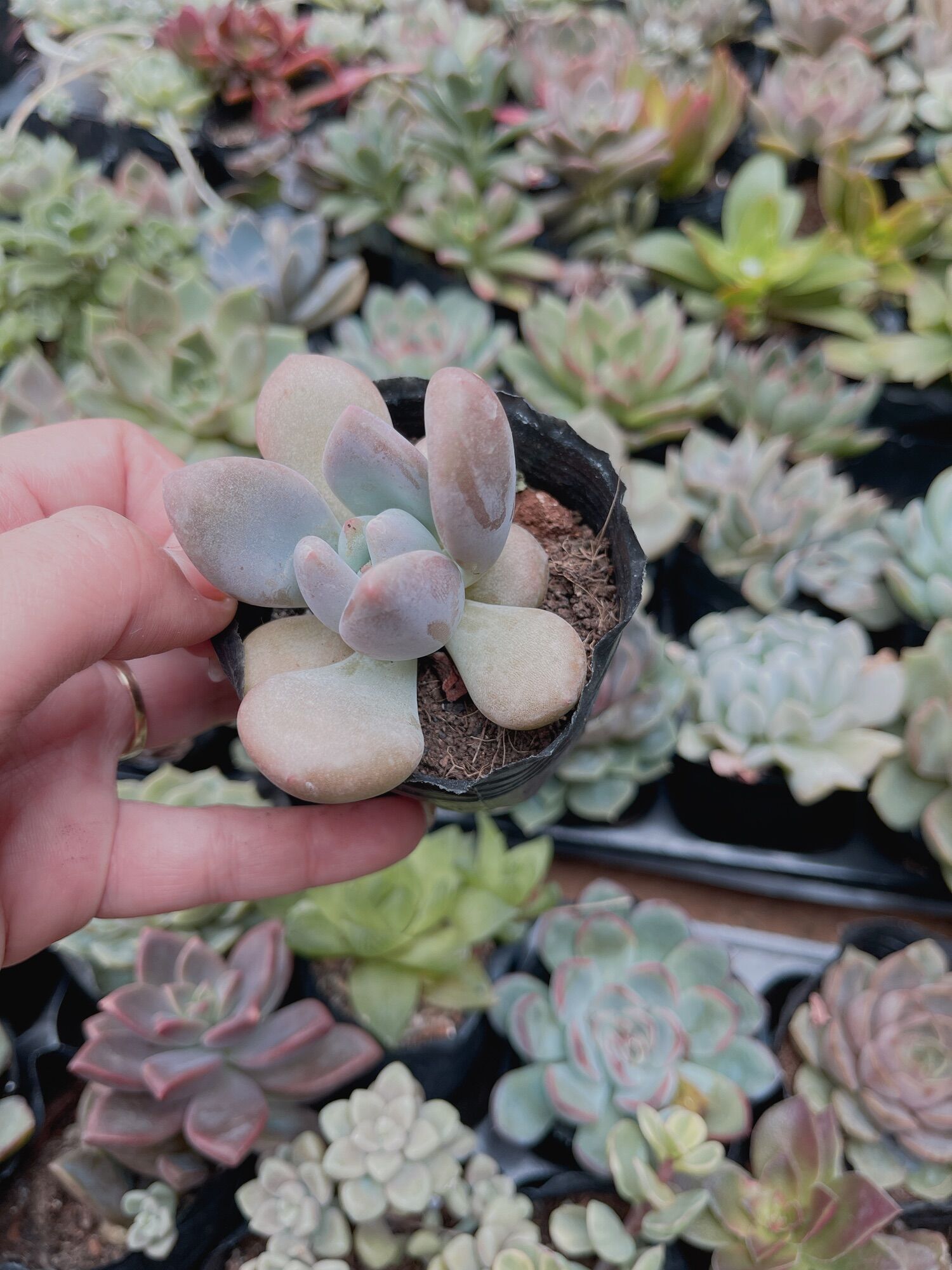 Sen đá sỏi xanh size bầu 3-5 cm