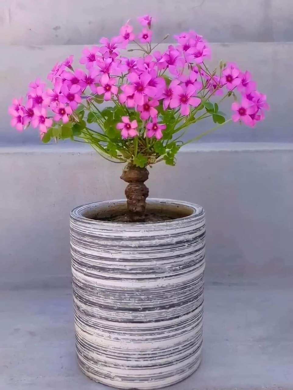 Củ hoa ba lá
