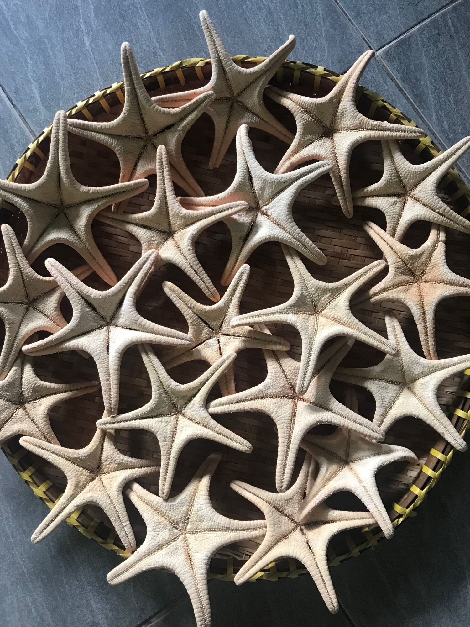 Sao biển đỏ Phú Quốc 1 con