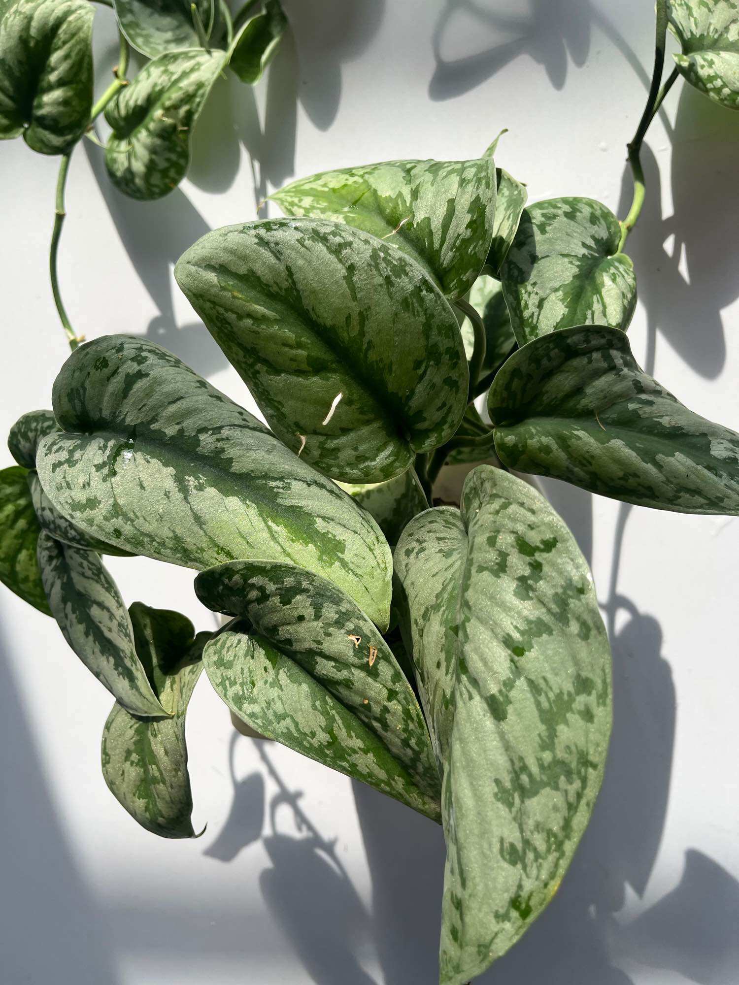 Trầu bà Lụa - (Scindapsus Pictus) - Chậu treo hoặc chậu gốm, cây dài 20-30cm