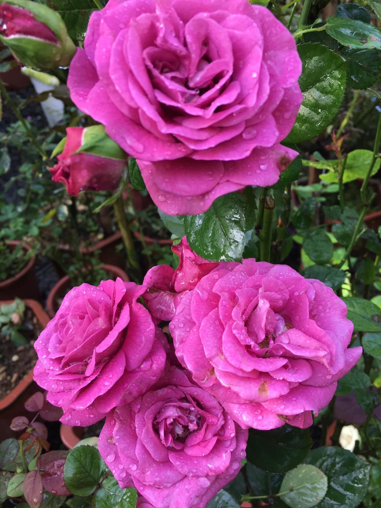 Hoa hồng ngoại tezza tím rose