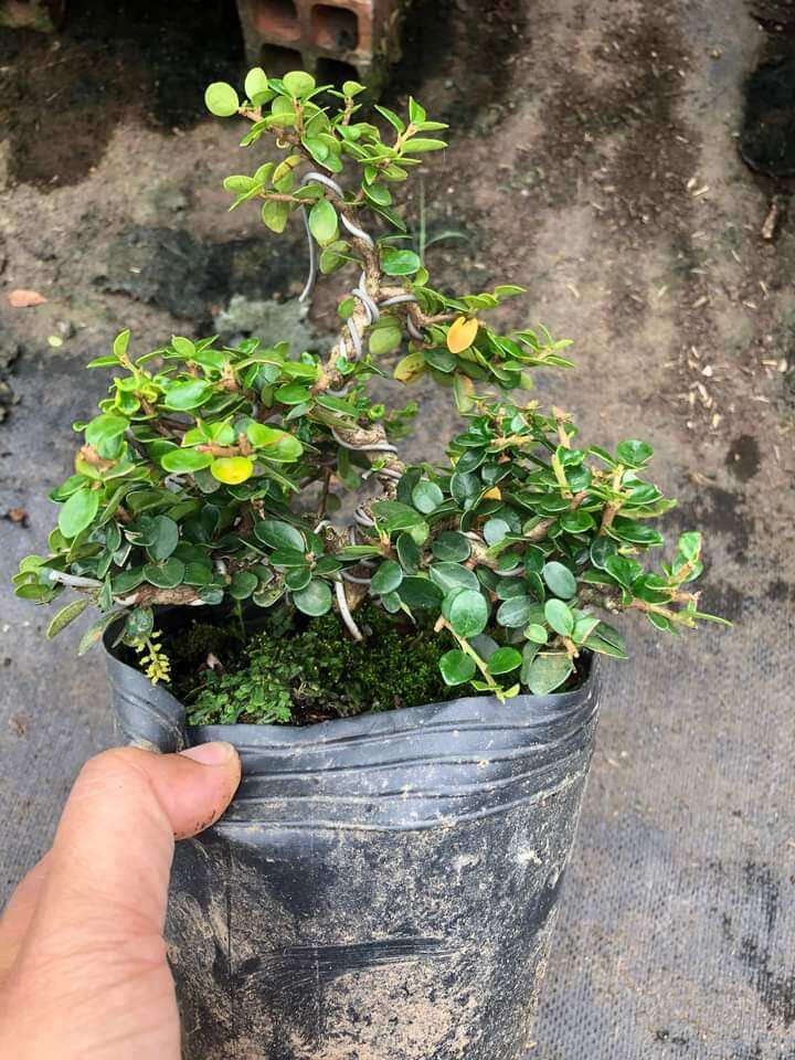 Cây sam núi trái bonsai mini để bàn