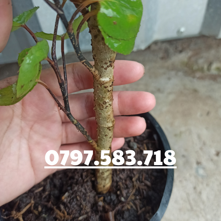Cây Giống Đinh Lăng Chén
