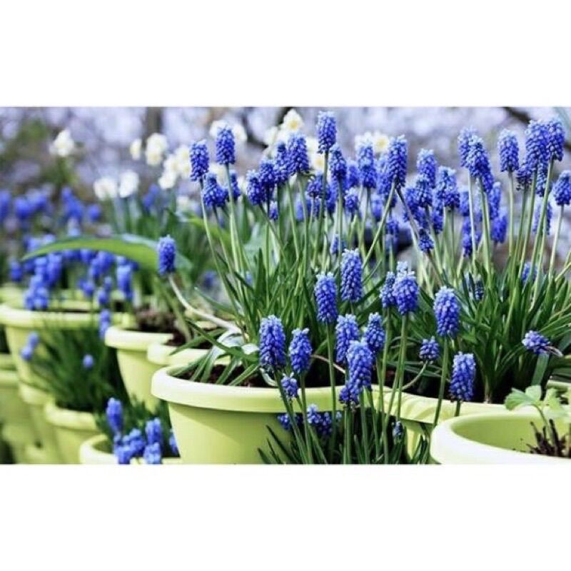 Củ hoa chuông(nho lục bình ,muscari ) set 5 củ HOA TẾT