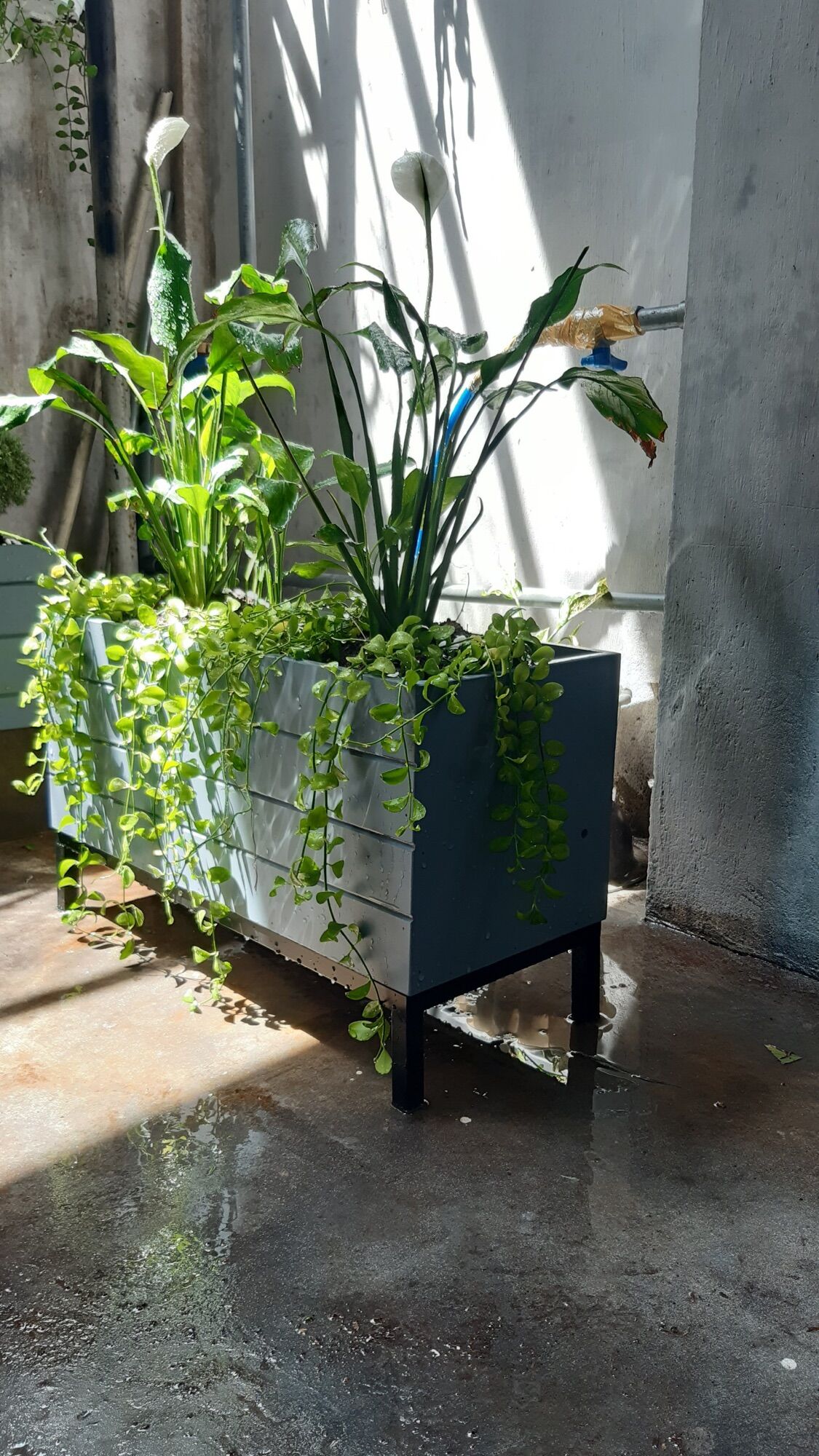Chậu trồng cây chất liệu composite (60x20x25)