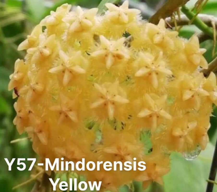 Hoa lan Cẩm cù Mindorensis Purple