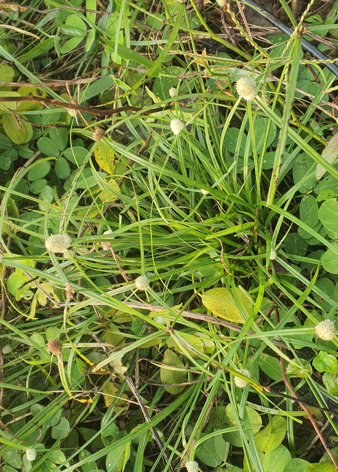 giống cỏ bạc đầu