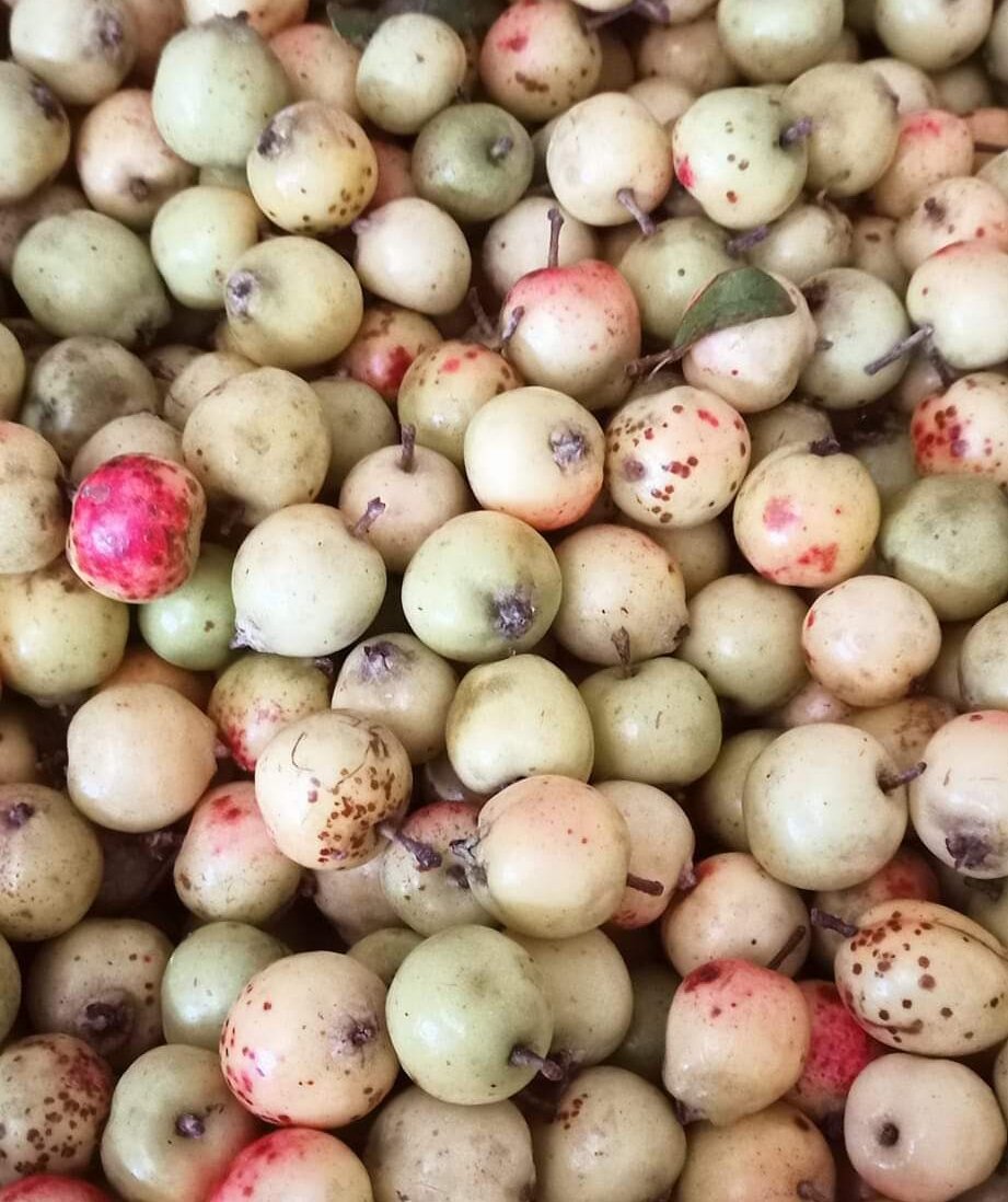 Táo mèo tươi hàng gửi tặng cho khách