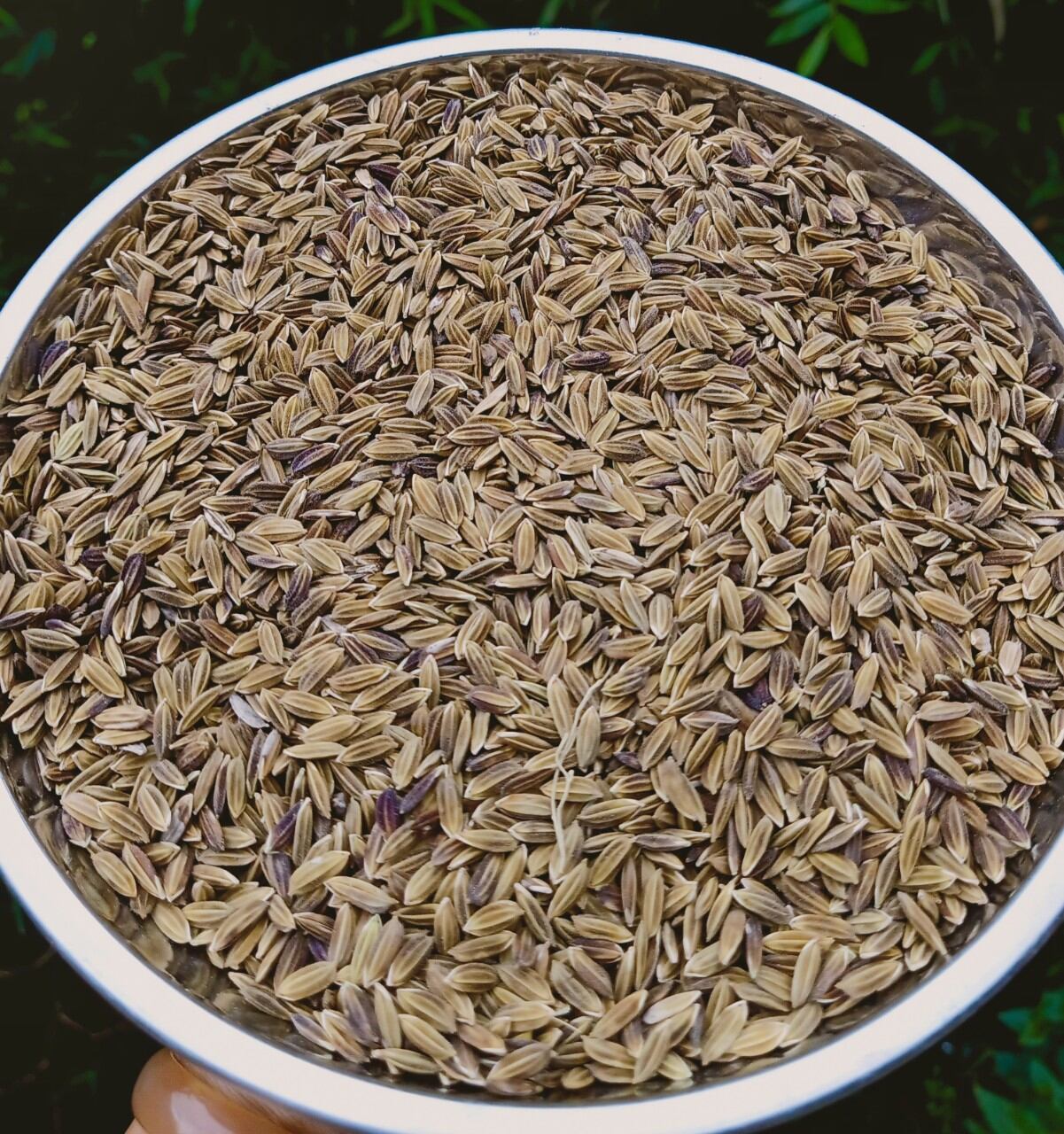 Hạt giống lúa nếp than túi 1kg