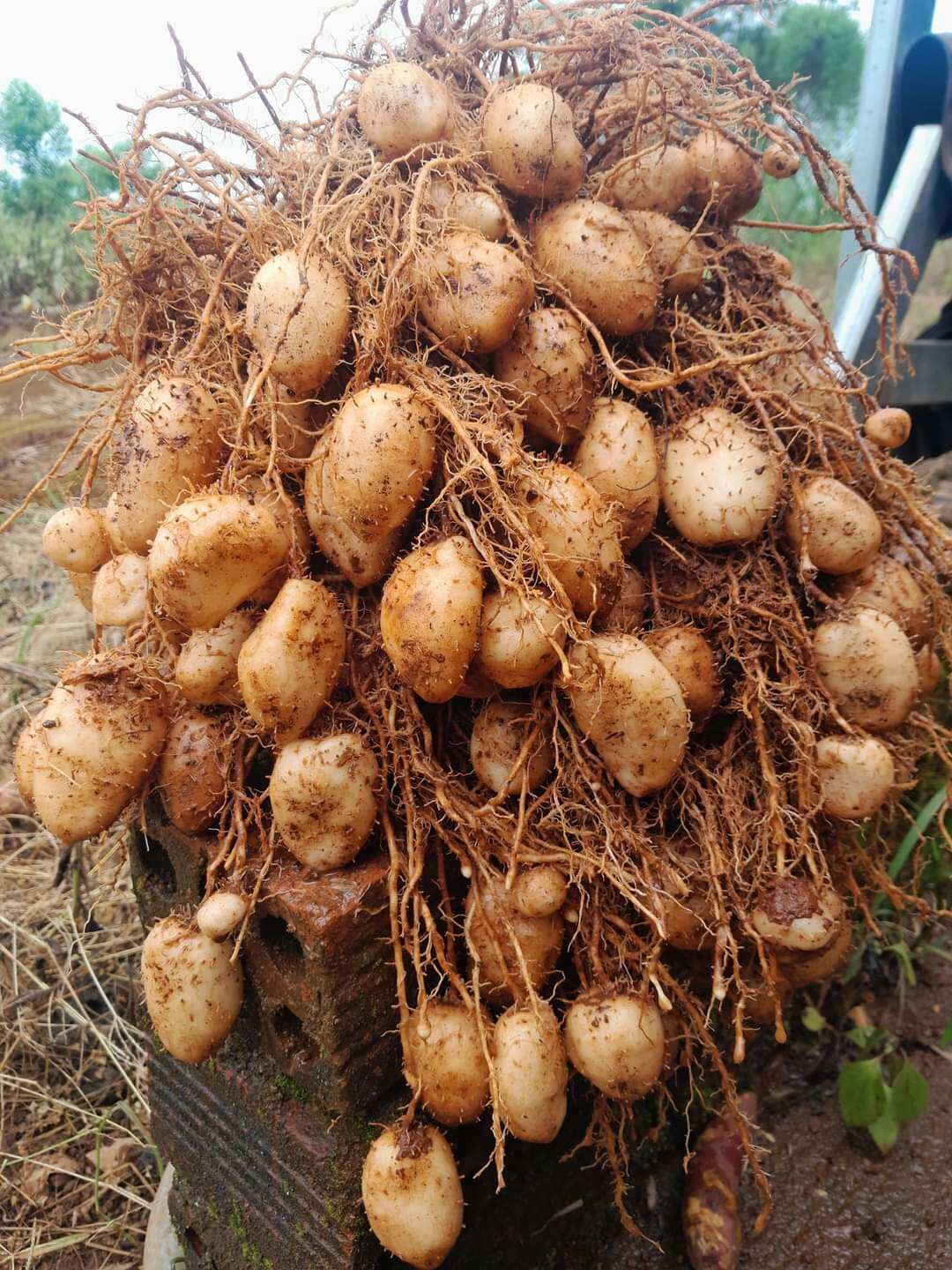 2Kg Củ LÙN Size trung chưa luộc bột ngon ngọt