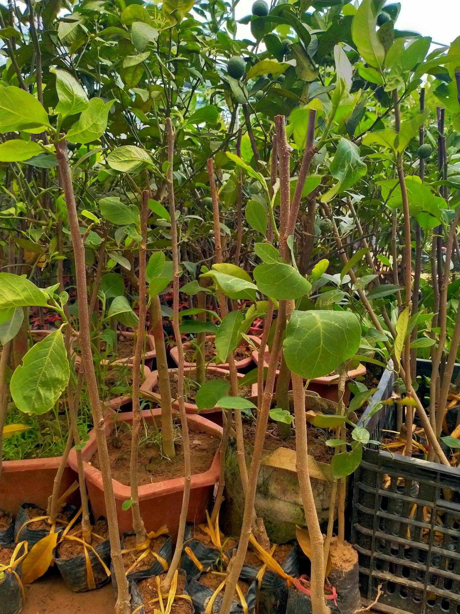 Cây giống hoa mộc lan