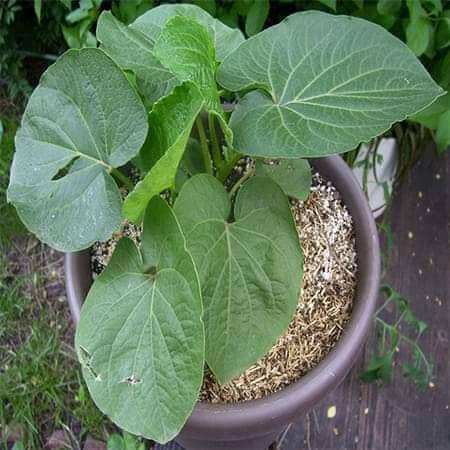 5 cây dổi ăn lá rau gia vị